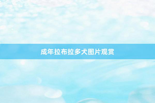 成年拉布拉多犬图片观赏